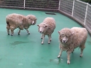 201203041_羊が3匹.jpg