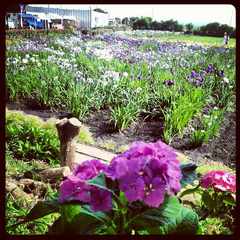 20130617_あやめの里 (4).jpg