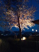 渋田川の夜桜1.jpg