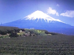 お茶畑のバックに富士山.jpg