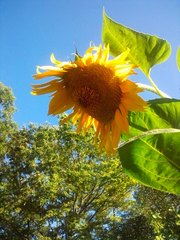 IMG_20120819_153733.jpg