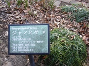 azumayama-shakunage.jpg