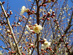 shiroi-ume.JPG